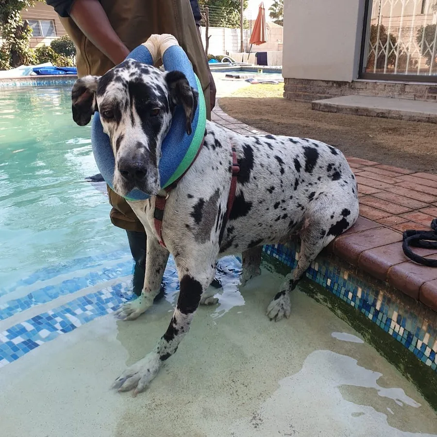 Dalmatian at the hydrotherapy pool