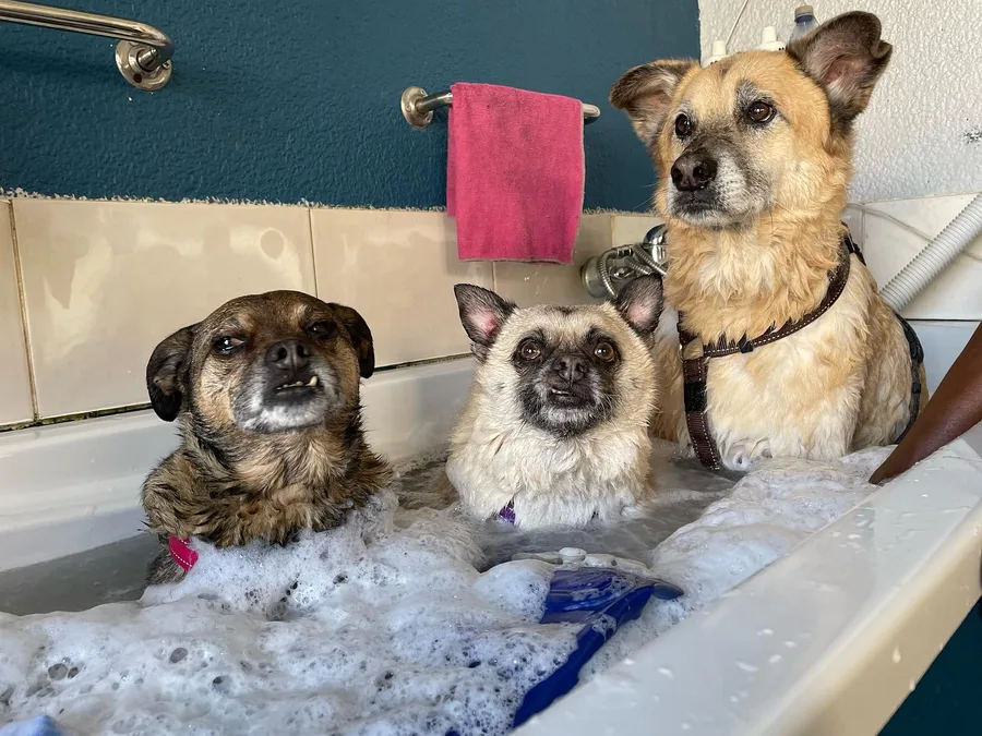 Three dogs in a bubble bath