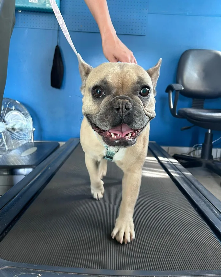 French bulldog on a treadmill